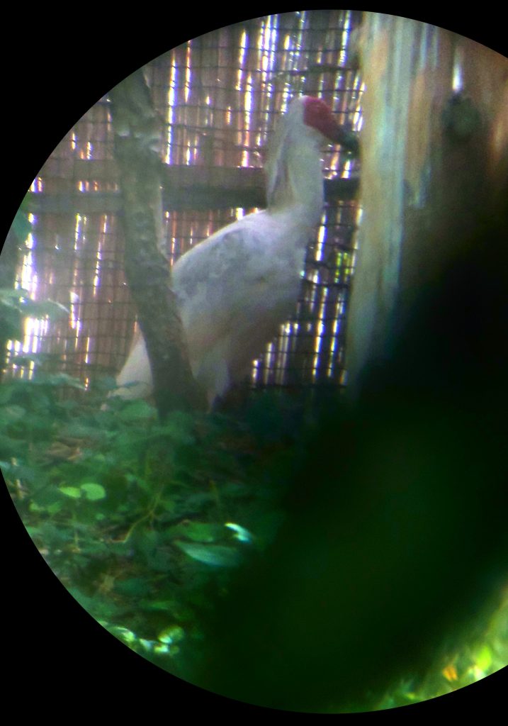 Crested ibis seen through a monocular at Toki-no-mori Park