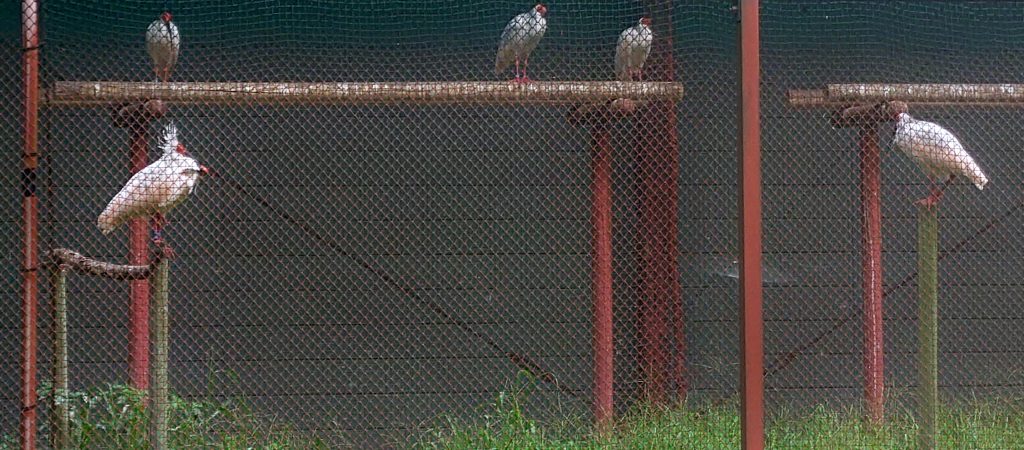 Crested ibises at Toki-no-mori Park