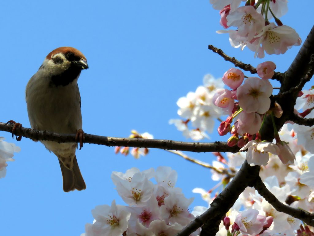 Bird watching cherry blossoms in Japan