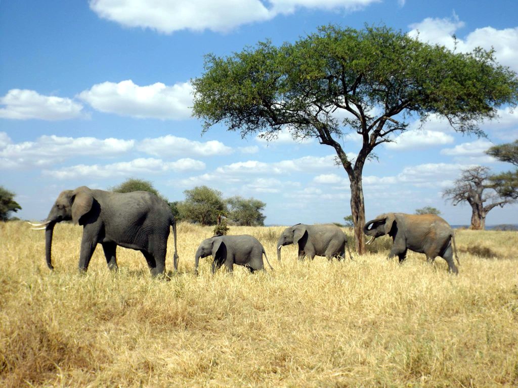 Elephants