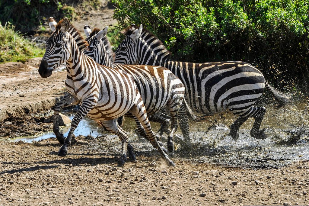 Zebras